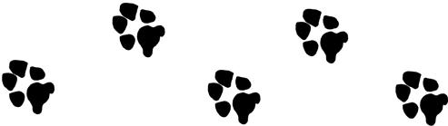 Picture - of dog paws.