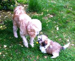 Picture - of two dogs.