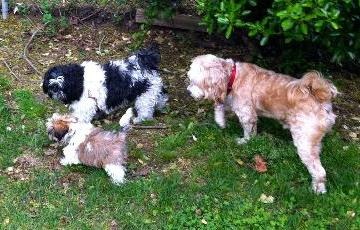 Picture - of three dogs.